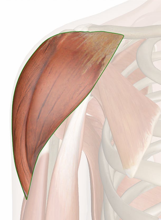 The Deltoid Muscle Anatomy and 3D Illustrations